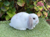 Pure bred mini lop .