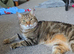 Tabby female for sale