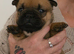 Rare breed English bull chows