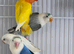 Adult Birds with DNA (MALE, Female)