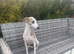 Gorgeous Female Whippet