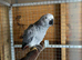 African Grey Female Parrot - 11mths old