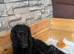 Sprocker xcocker spaniel puppies