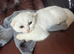 Scottish Fold × Siberian mix