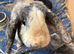 Female English Lop