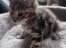 Adorable 10 week old Mixed Breed kittens