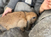 Ready Now! Gorgeous Mini Lop Babies!