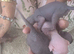 Sphynx kittens
