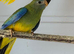 Baby Tuquoisines