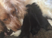 Lovely cocker spaniel puppies