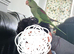 Semi tamed Alexandrine parrot