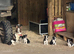 2 male gorgeous collie puppies