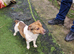 Jack russell stud