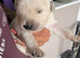 Goldador puppies
