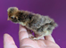 6 unsexed polish chicks
