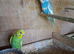 Baby budguies