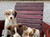 Red / White + Red Merle Border Collie puppies