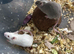 Fancy mice baby males & females