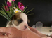 Litter