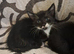 Beautiful kittens