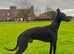 Outstanding Working-Bred Whippet Lurcher Puppies