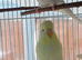 Bonded pair of bugies
