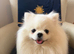 Incredible Teddy Bear Pom Girl