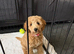 F1b Cavapoo Puppies 1 Boy 2 Girls