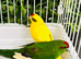 Very beautiful Kakriki for sale