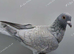 REDUCED RARE COLOURED RACING PIGEONS