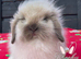 Stunning Mini Lion Lop Boys