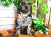 Quality Cockapoo Puppies Rare Merle Red Black