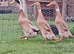 Trio of Fawn and White Indian Runner Ducks