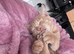Ginger tabby female looking for forever home