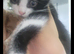 Rare Tuxedo Kitten for sale