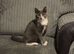 Russian blue