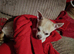 7 year old male chihuahua