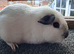 Himalayan Guinea Pig Female