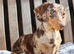 DNA Health Tested clear KC REG Mini Dachshund
