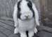 Lop buck. 9 weeks old ready to be rehomed.