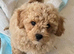 Cute Cavapoochon puppies