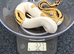 Leopard orange dream pied female ball python