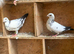 2 Tiger Grizzle racing racer pigeons bred 2026