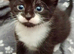 Kittens are looking for a new home