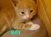 5 kittens for sale!