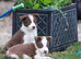 Red and White Pedigree Collie Pups