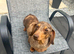 Miniature Smooth Female Adult Dachshund
