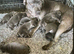 ready to go staff puppy for sale