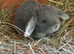 PURE BRED Giant French Lop Babies - Vaccinated with the Nobivac 3 in 1