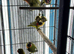 Baby lovebirds Glasgow